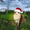 realmeowl67