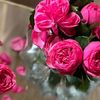 _rose_q8