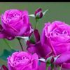 akash_choya_shopno