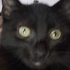greeneyedpoison