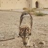 🐺 الشامسي الأزدي 🐺