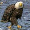 majidmm12