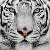 jaguvaar