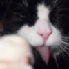 catssoveranything