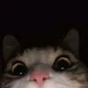 yourboilnce