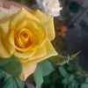 www.ticktok.comazulazul