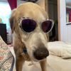 doggy.72