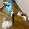 ragdollmanor