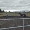 cheifismyhorse