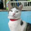 adeng2910