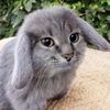 kittieeepaw