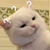 meo dưới gầm giường    🐱