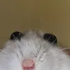 ok_tochka_pon
