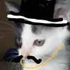 mexican_cat112