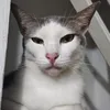 ibuanabul
