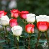 nitashretha123