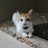 james_the_kitty