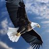 aigle_228
