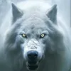 white_volk