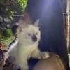 smoochywoochycookie