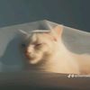 nonsensebreeze