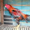 satria.tamatio