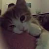 tote.augen