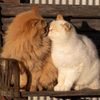 ghada.ashraf38