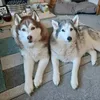 christopherandhoskydogs
