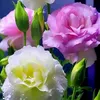 asmaaalkhalil620