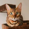 aleksandrandzans