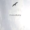 keda_reda.85