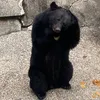 tyoro_tyoro5963