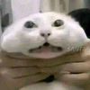 reezzzxd