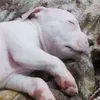 zeus.willis