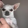 truethecheekychihuahua