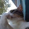 gatitobonito318