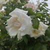 safi_1964