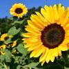 asunflower8