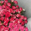 farahalawadhi__