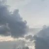 cuccuriala