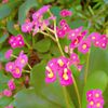 biellet_verts