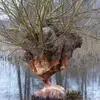 jacek333311