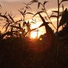 nouvan_1475