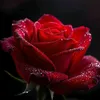 user241361453888