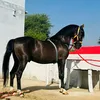 ajmalaliajmala536
