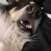 devon_mezza