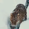 anacleidefernandesf