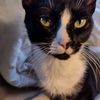 novahthe_cat