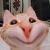 alex.thefasty
